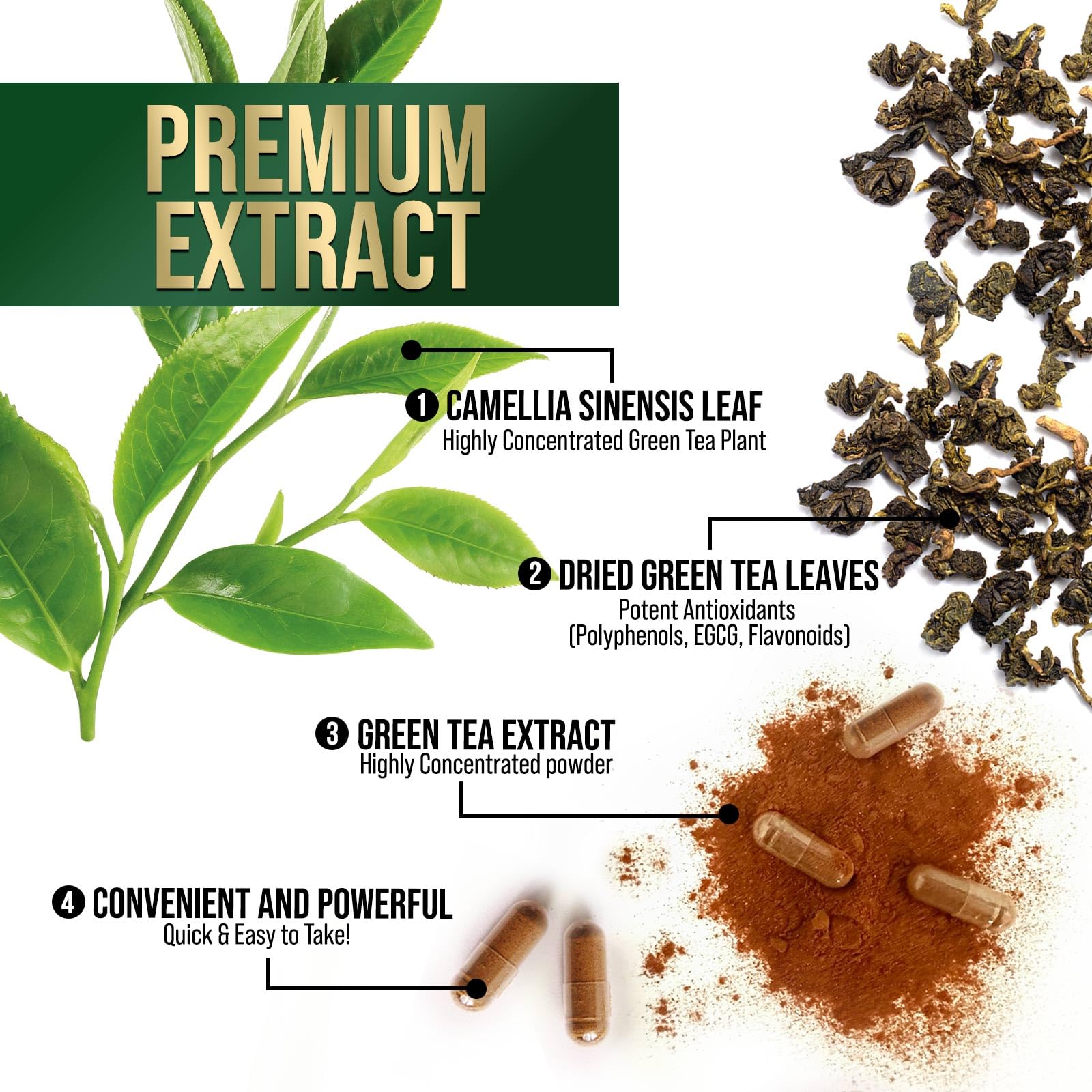 Nature's Nutrition green tea extract energy boost concept for daytime use