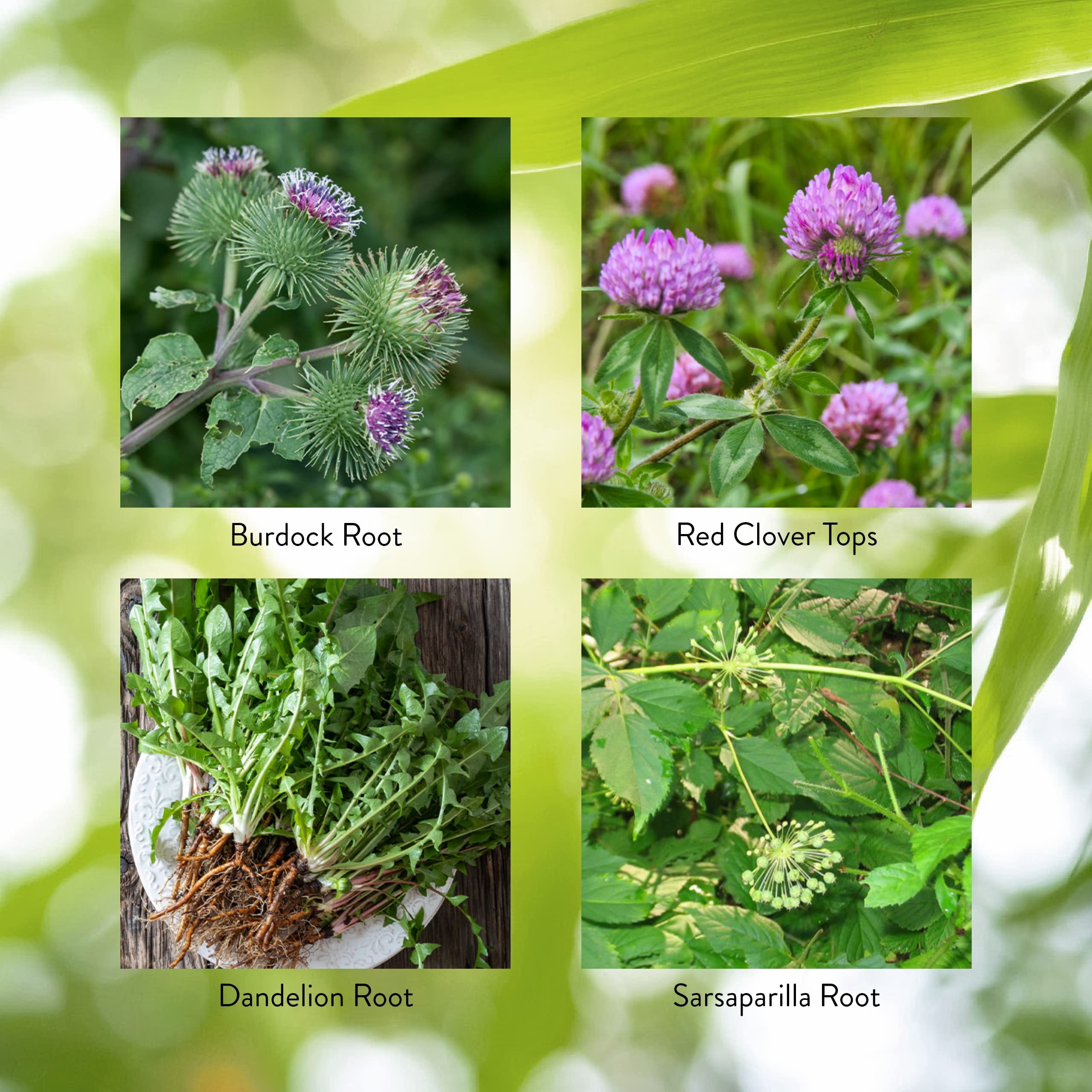 Nature's Sunshine BP-X ingredients highlight burdock, dandelion, and sarsaparilla.