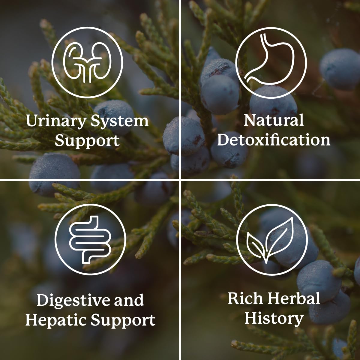 Nature's Sunshine Kidney Activator ingredients display juniper berries and dandelion roots for cleansing support.