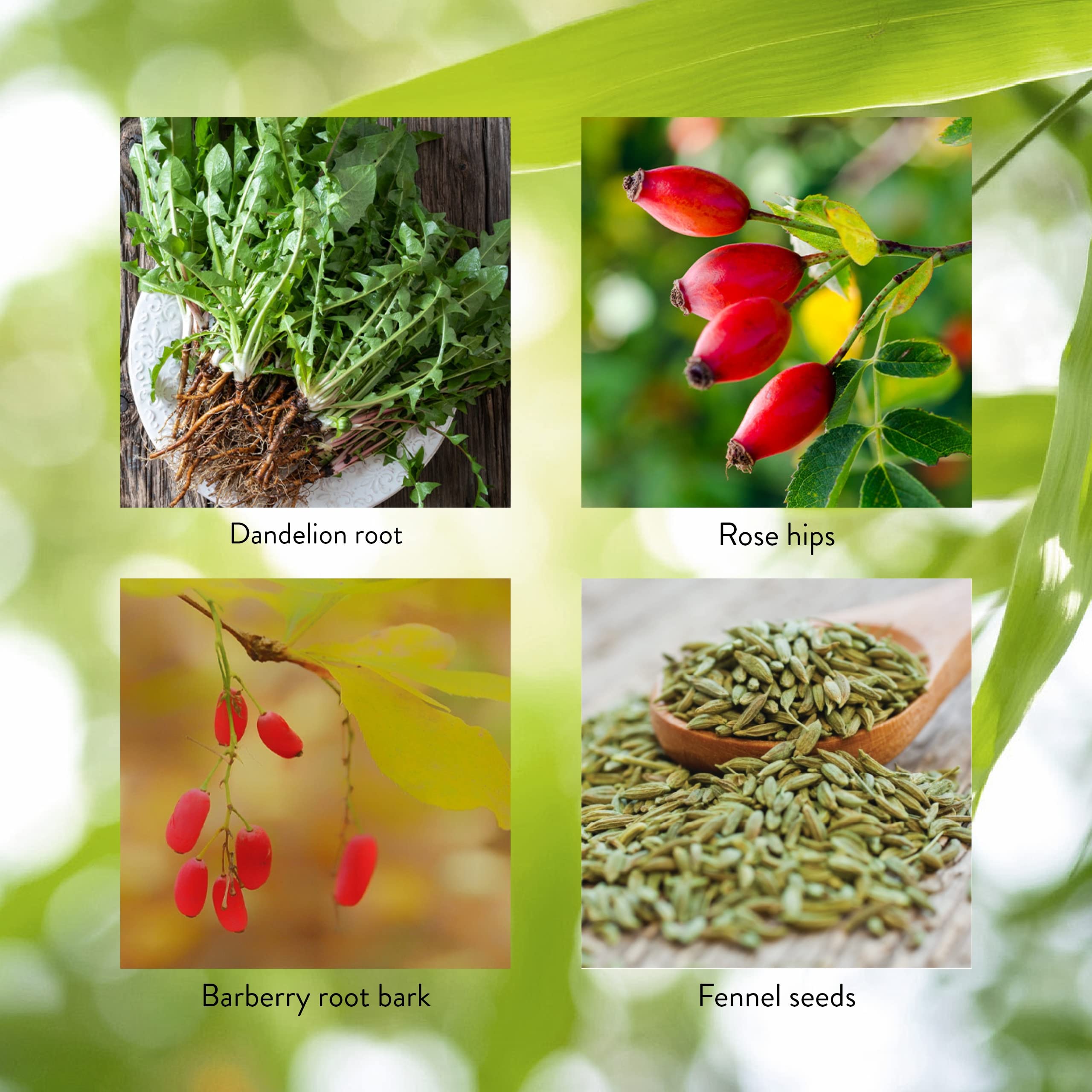 Parsley in LIV-J offers chlorophyll and digestive deodorizing notes.