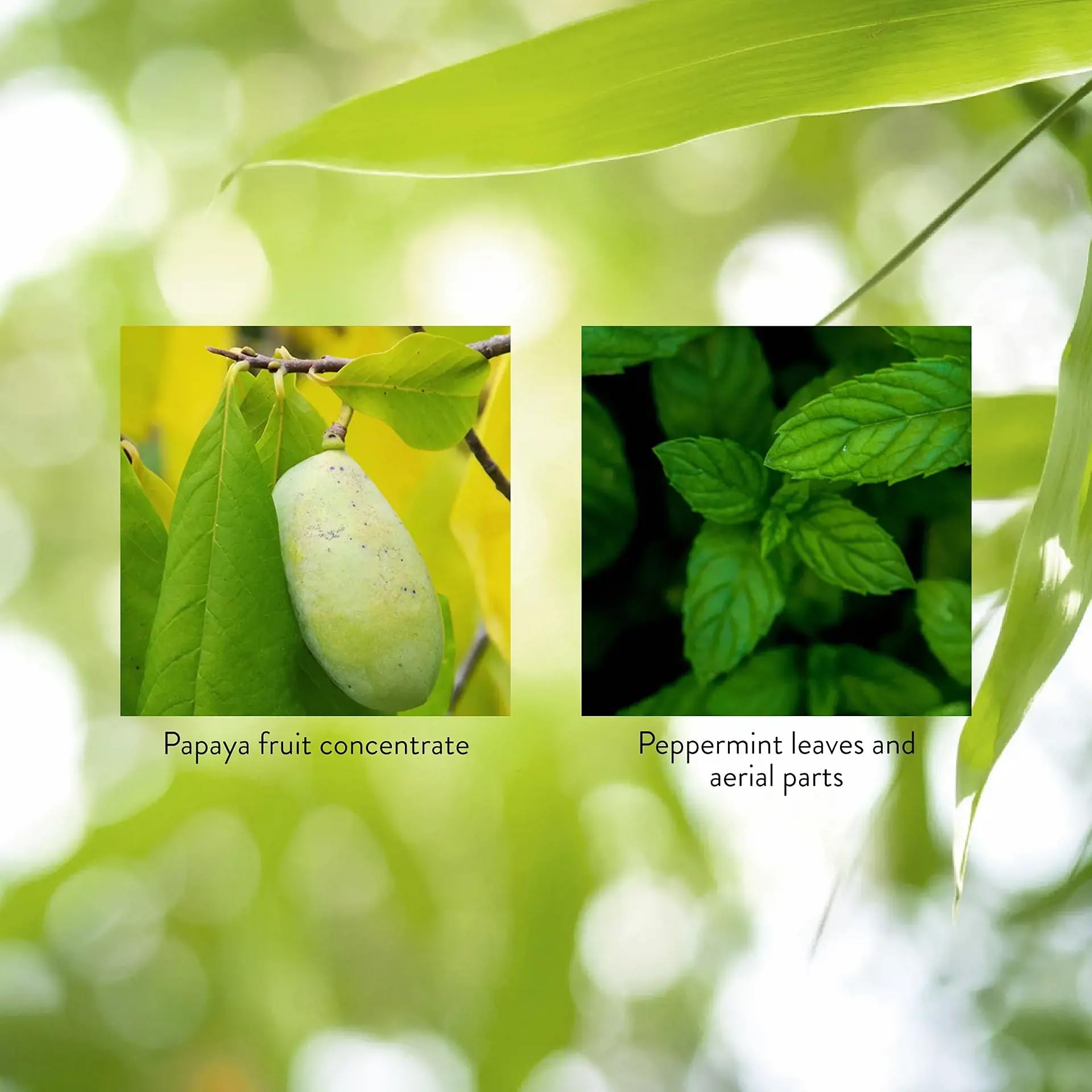 Fresh peppermint leaves beside Nature's Sunshine Papaya Mint highlight breath freshness.