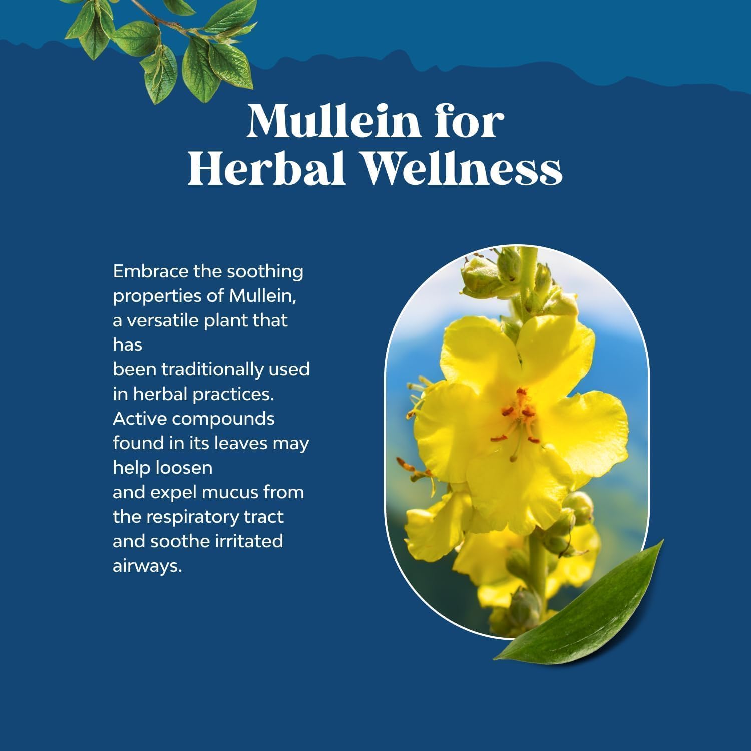 Natures Craft Mullein Drops label close up highlights organic certification.