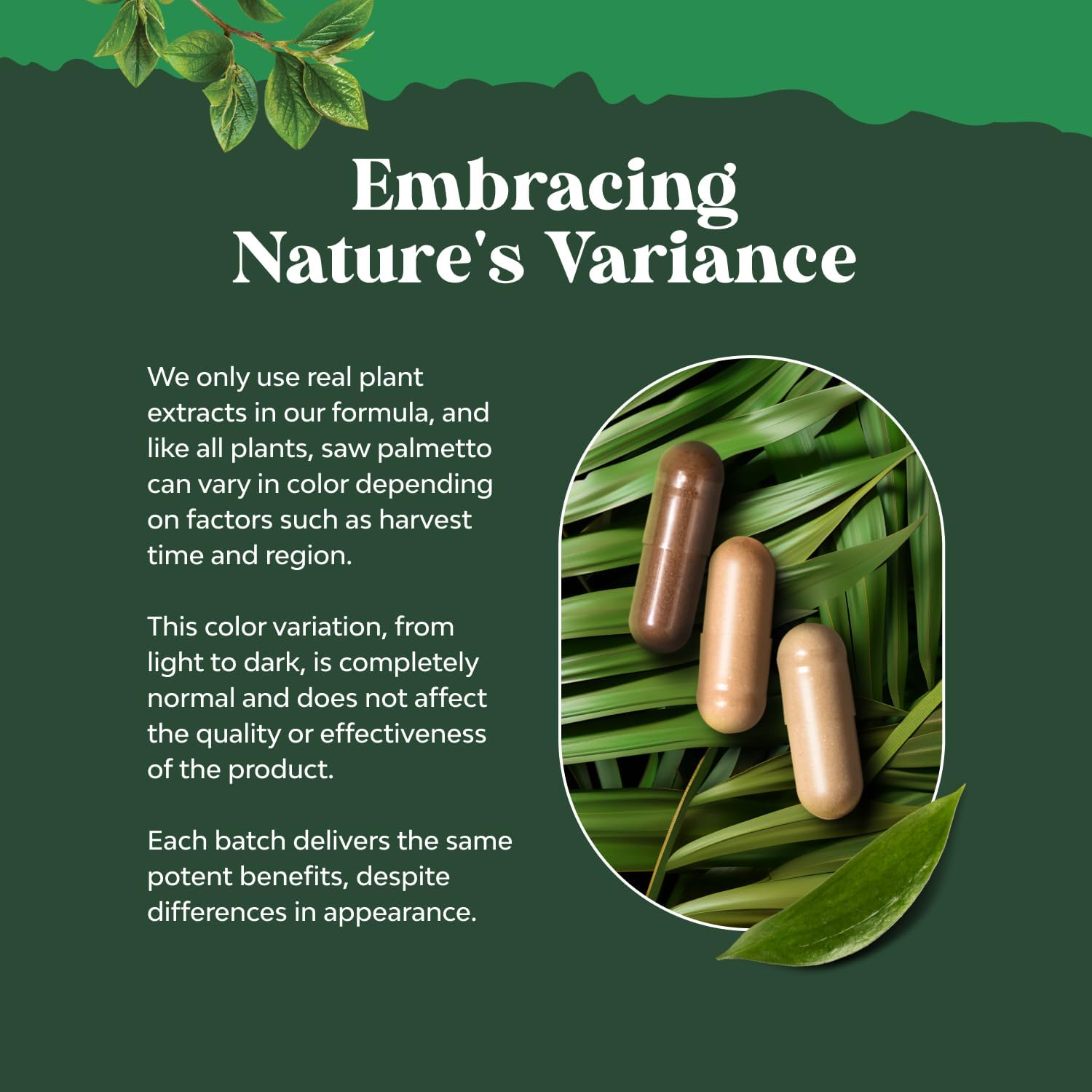 Natures Craft capsules pack showcasing plant sterols and flavonoids in a daily dose.