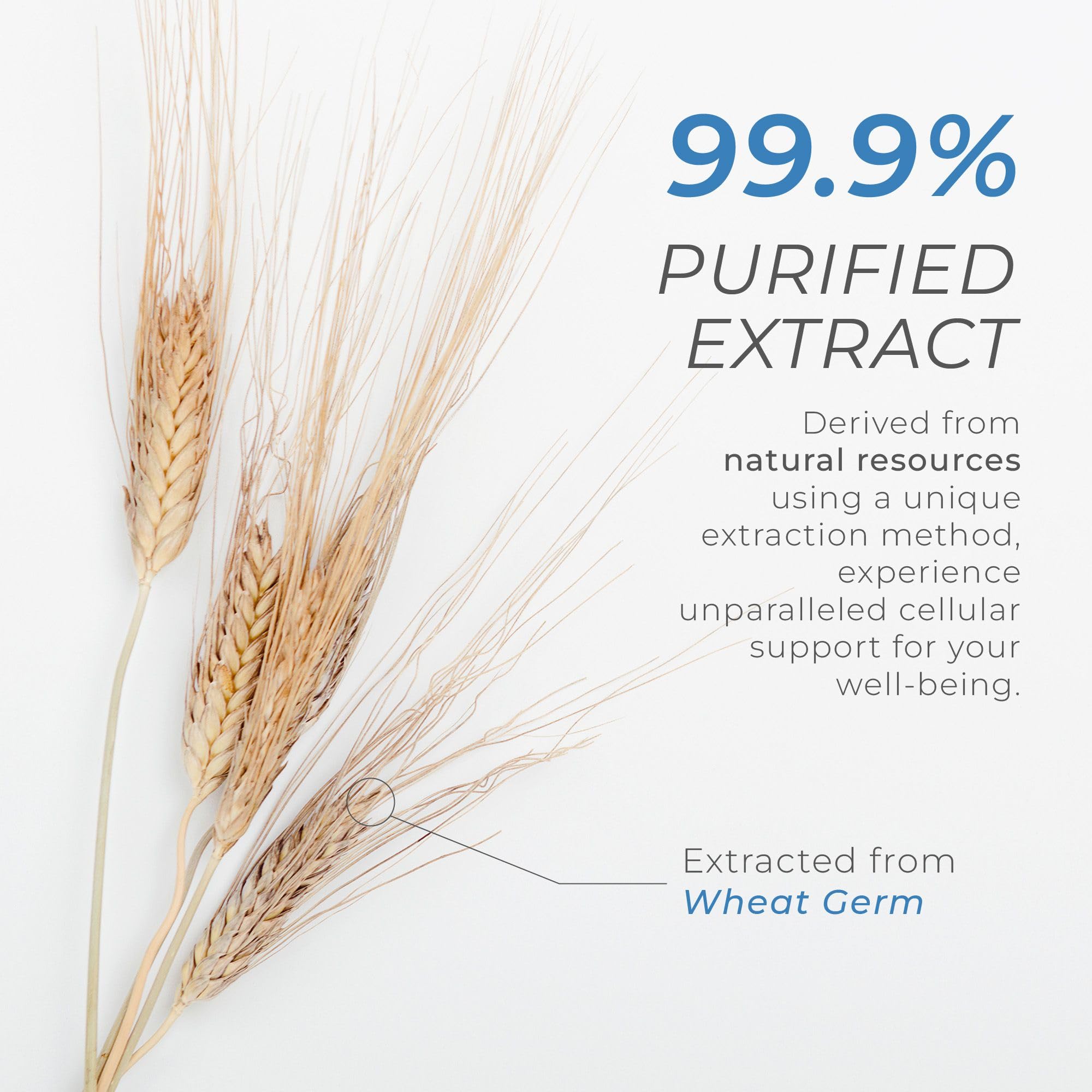 Neurogan Spermidine supports gut health with simple daily administration.
