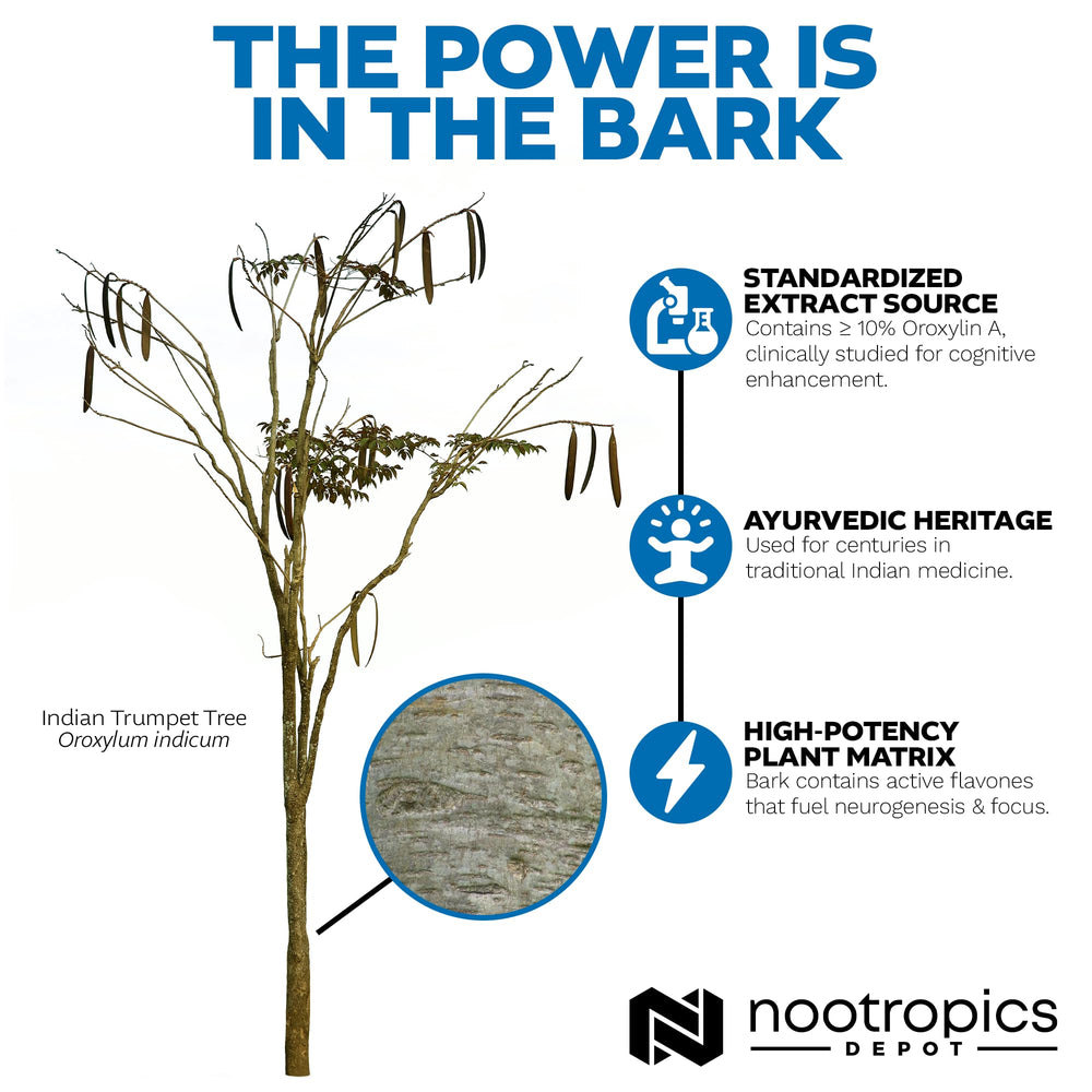 Nootropics Depot Sabroxy Oroxylum indicum ingredient highlight on packaging