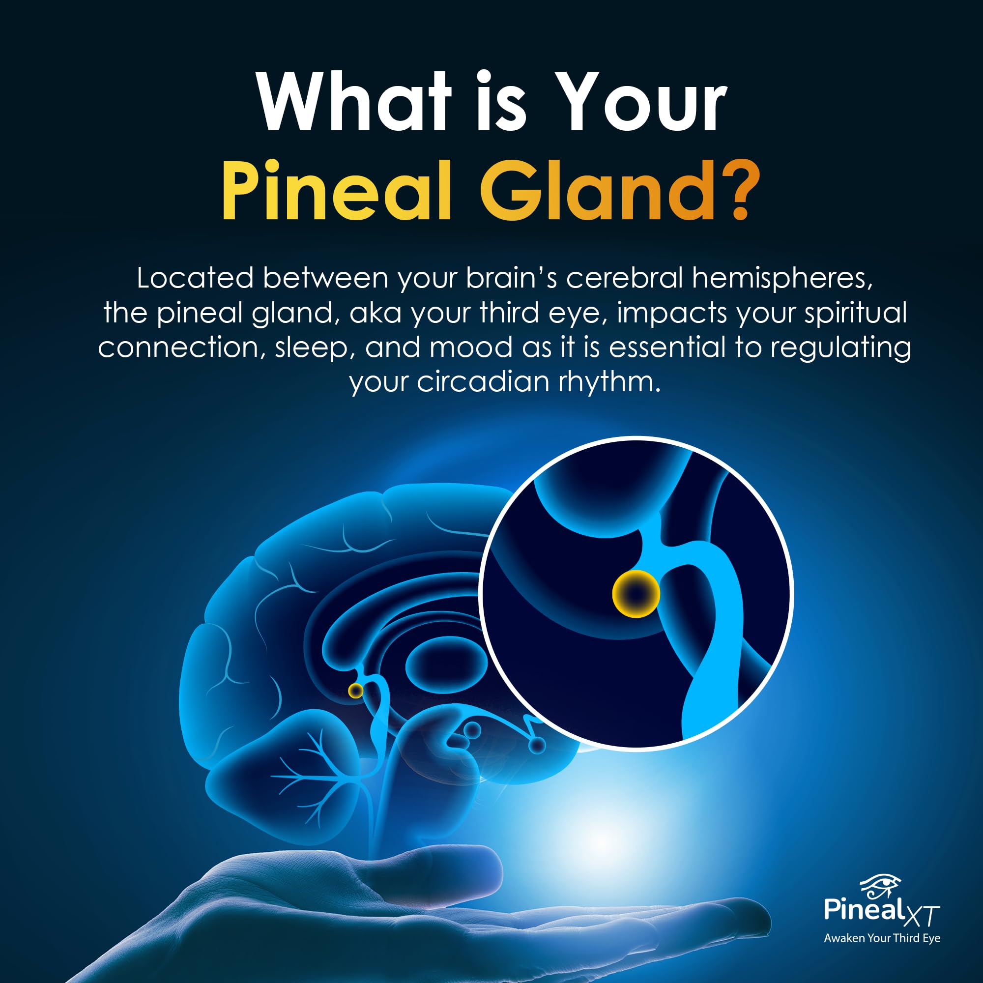 Nutraville Pineal XT Gold memory-boost concept for mental clarity.