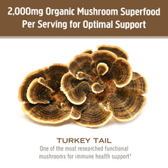 OM Mushroom Superfood Turkey Tail powder close-up of dry texture.