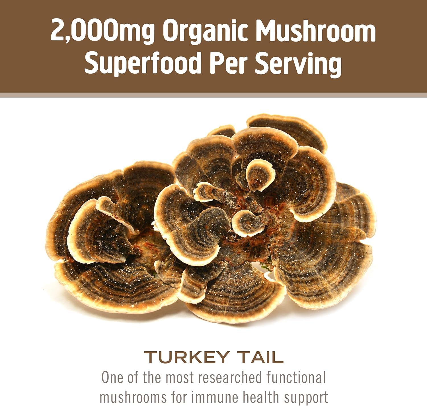 Close view of mycelium and primordia in the turkey tail powder.