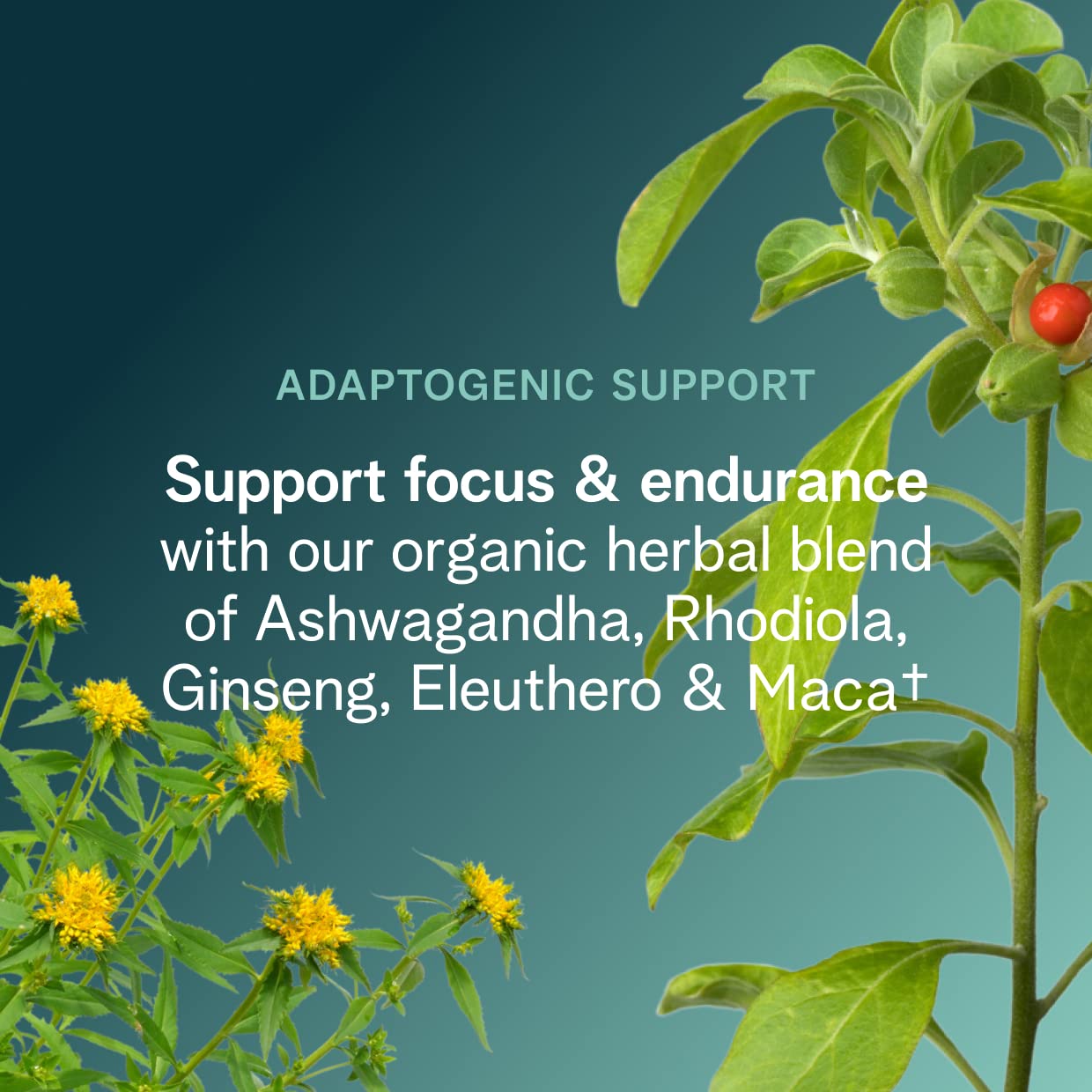 Ingredients list featuring ashwagandha and rhodiola on Ora Organic packaging