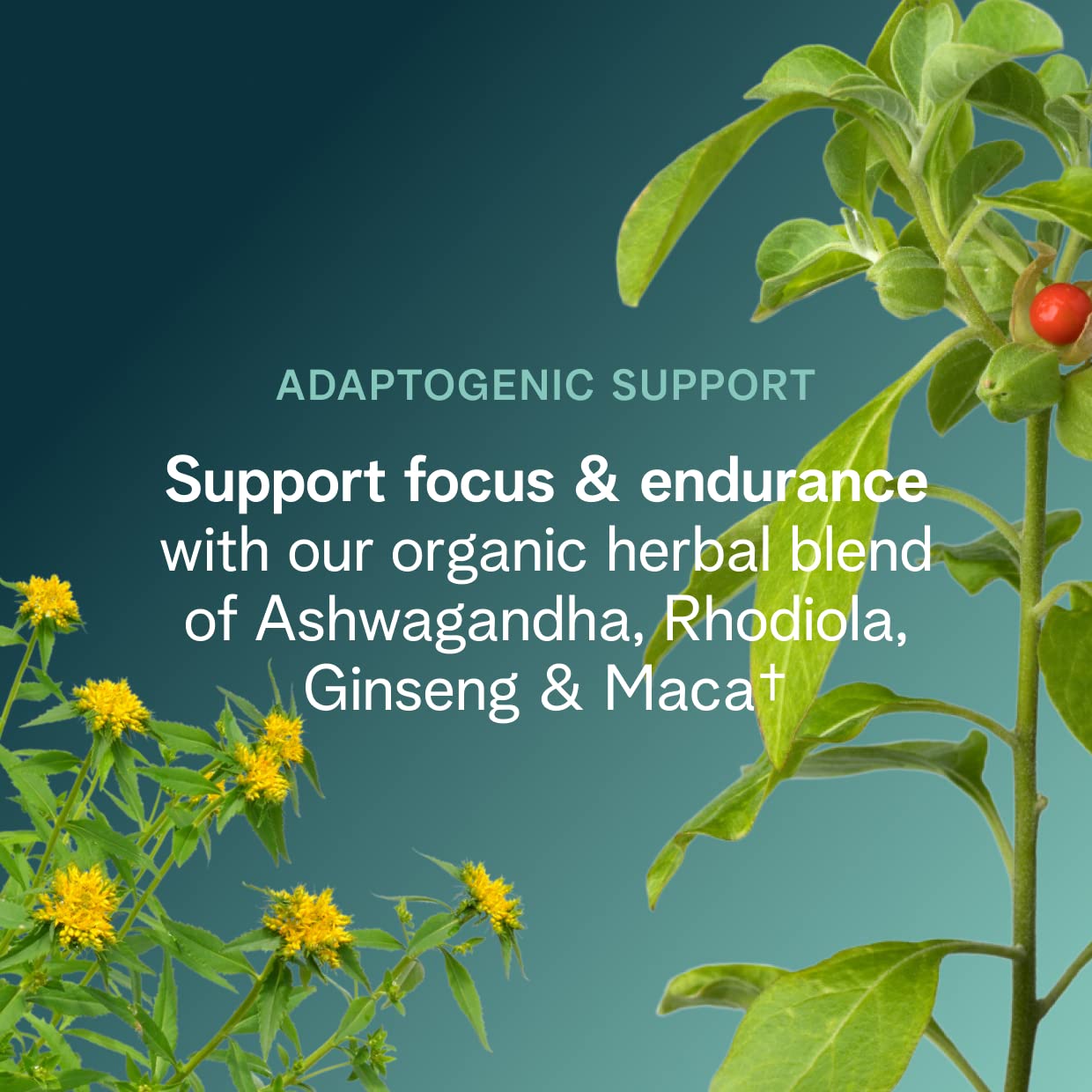 Close-up of Raspberry Lemonade label on Ora Organic tub showing natural ingredients.