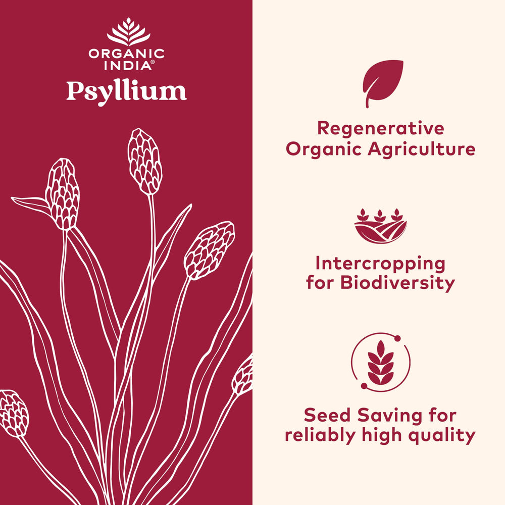 Organic India psyllium powder close-up showing whole husk fiber for digestion.
