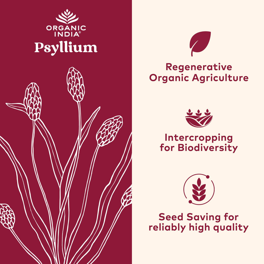 ORGANIC INDIA Psyllium Powder grain closeup highlights finely ground texture aiding easy mixing.