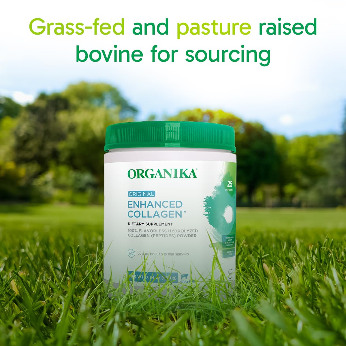 Organika collagen powder dissolves smoothly in hot tea for a warm, neutral flavor