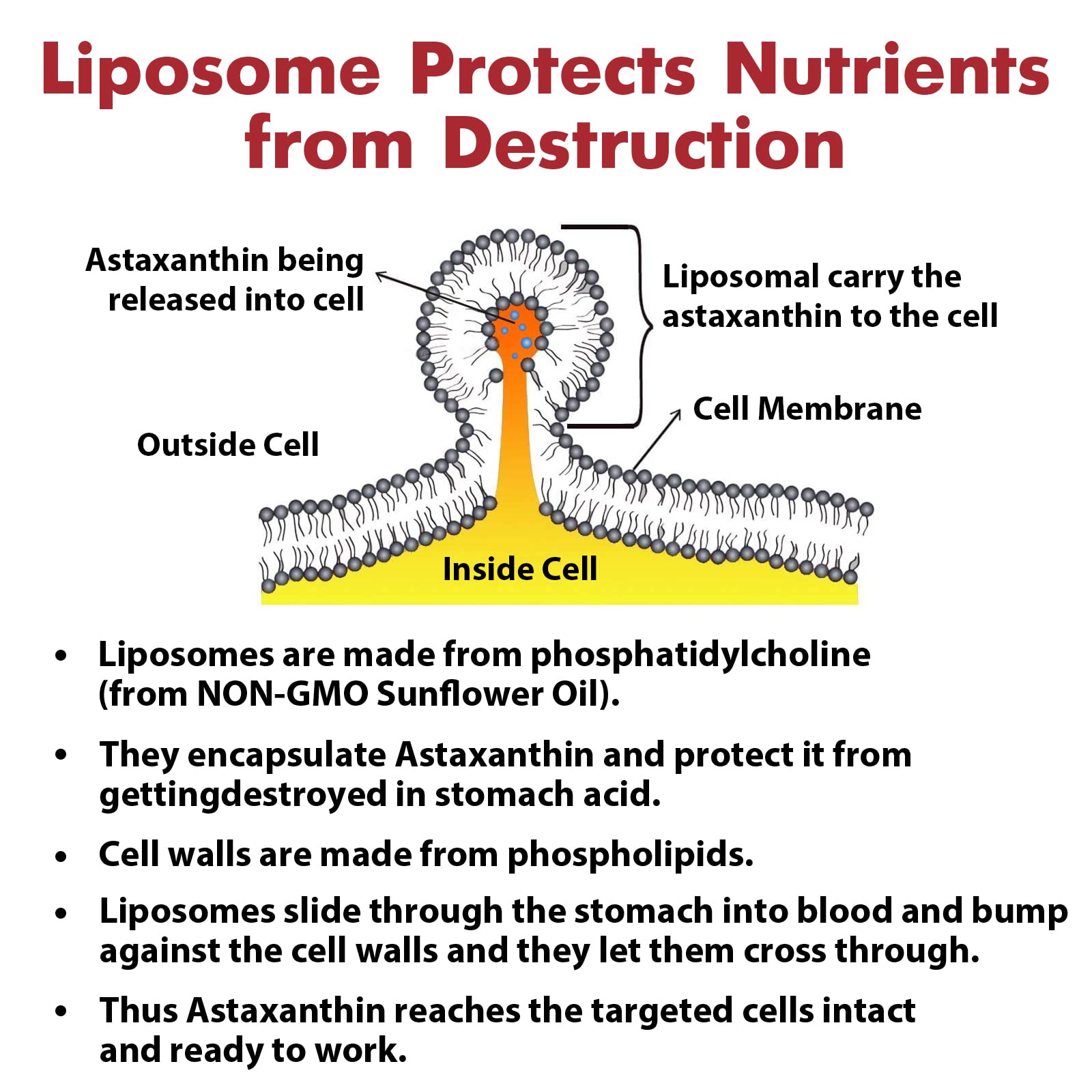 Osasuna Liposomal Astaxanthin daily-use shot illustrating everyday wellness