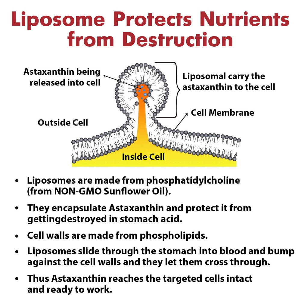 Osasuna Liposomal Astaxanthin daily-use shot illustrating everyday wellness