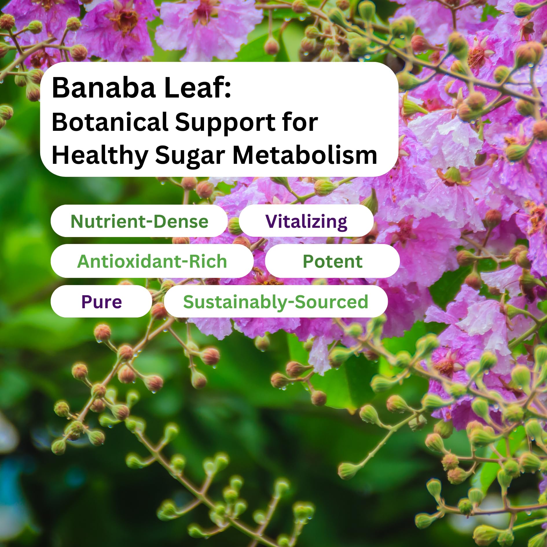 Paradise Herbs Banaba Leaf 12:1 extract label emphasizes clean ingredients.