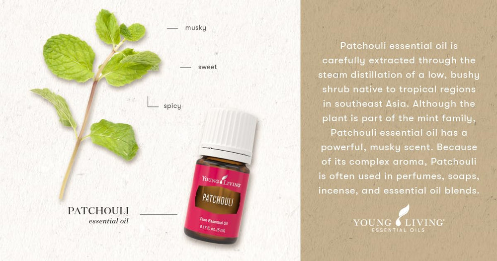 Close-up of Patchouli essential oil highlighting natural earthy tones and aroma.