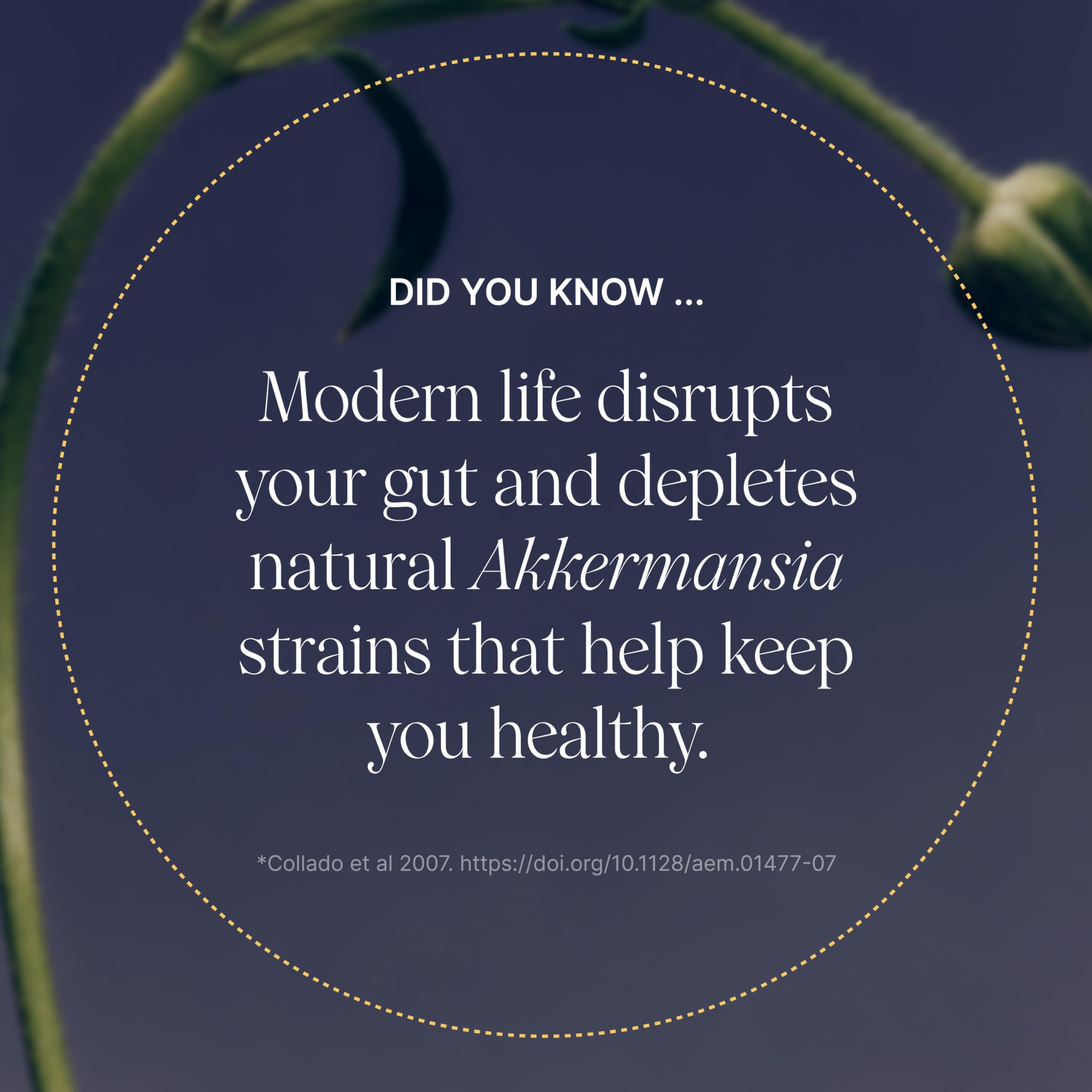 Pendulum Akkermansia probiotic bottle back shows supplement facts and ingredients.