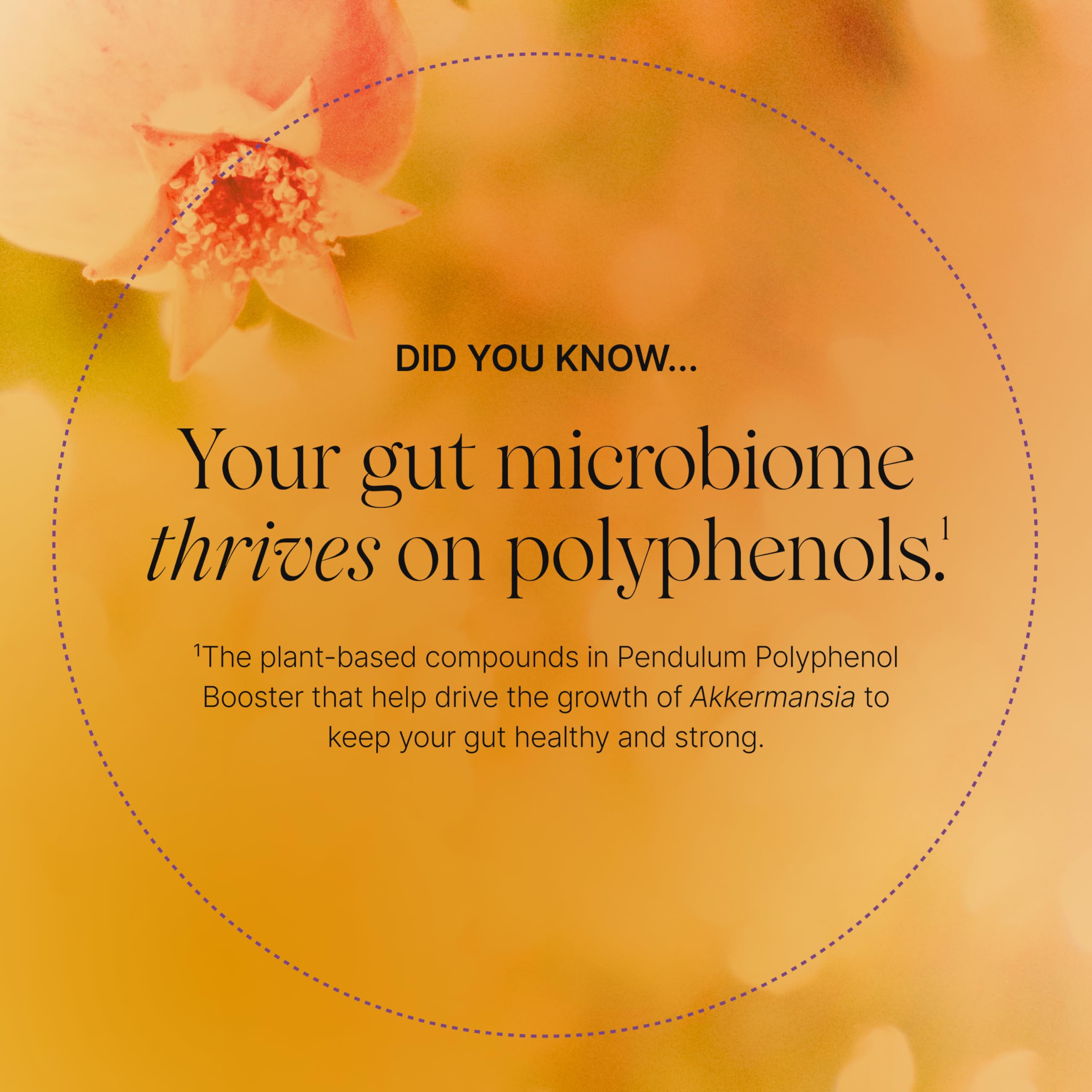 Pendulum Polyphenol Booster ingredients polyphenols panel emphasizes plant-based compounds