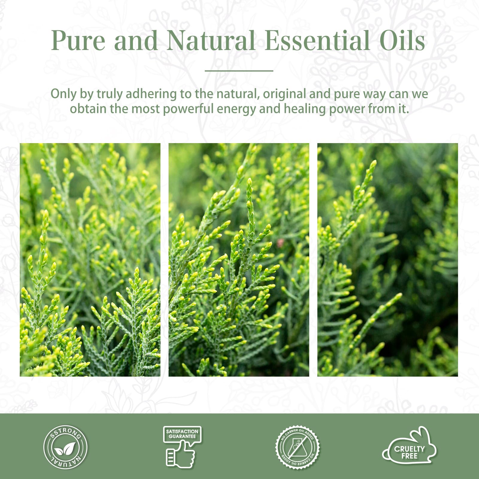 PHATOIL Cypress oil ready for bath bombs and spa like scents