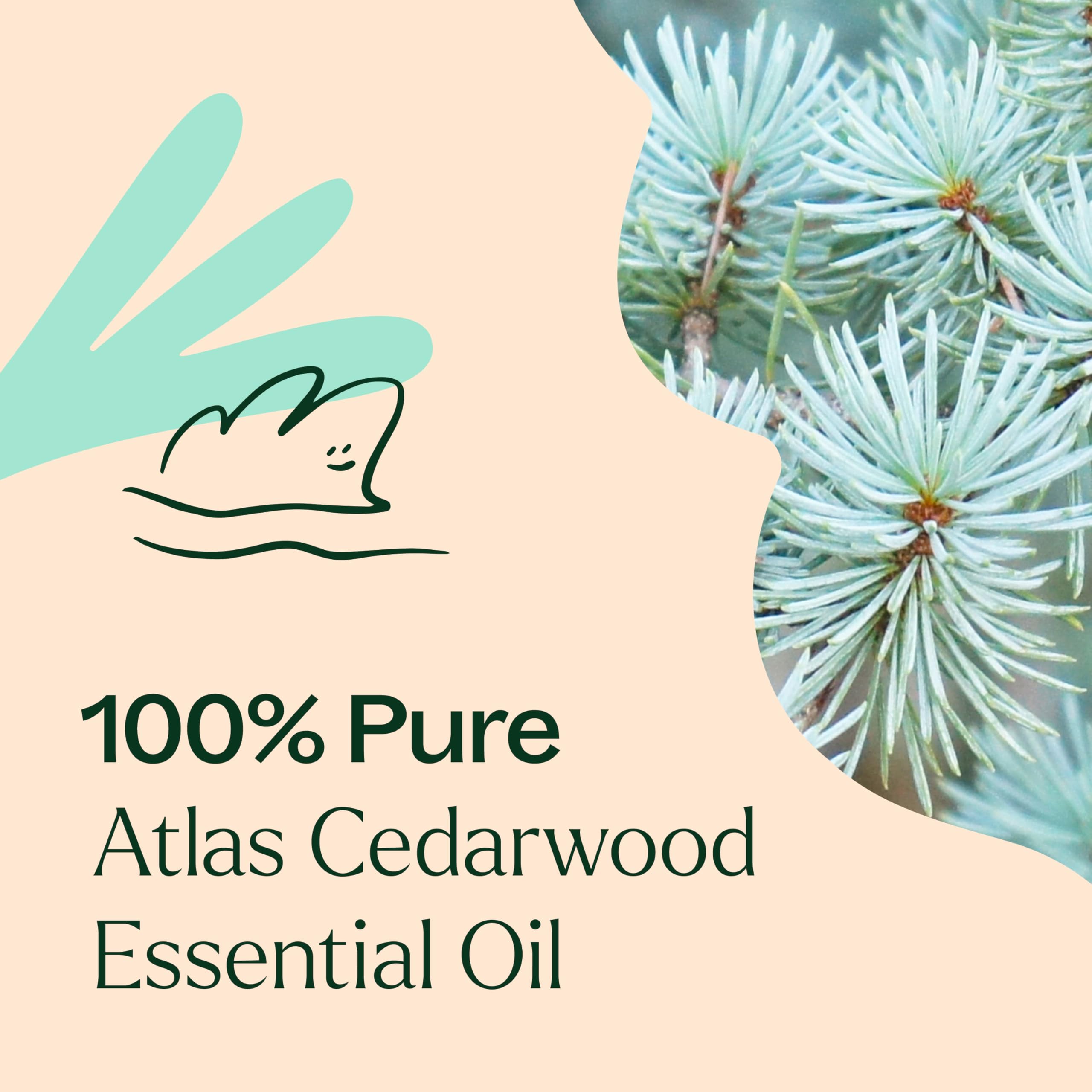 Plant Therapy Atlas Cedarwood dropper cap closeup for precise dilution measurements.