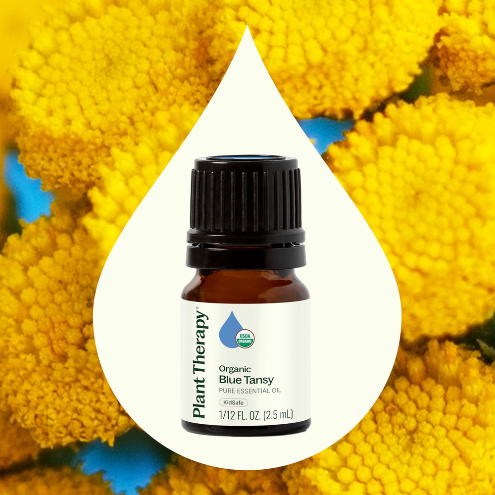 Plant Therapy Blue Tansy diffuser scene ready for relaxing aroma.