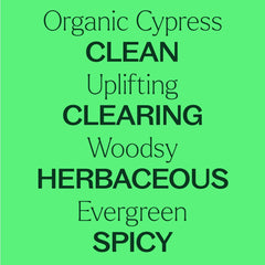 Plant Therapy Cypress Oil steam aroma—fresh, woodsy notes for seasonal ambiance.