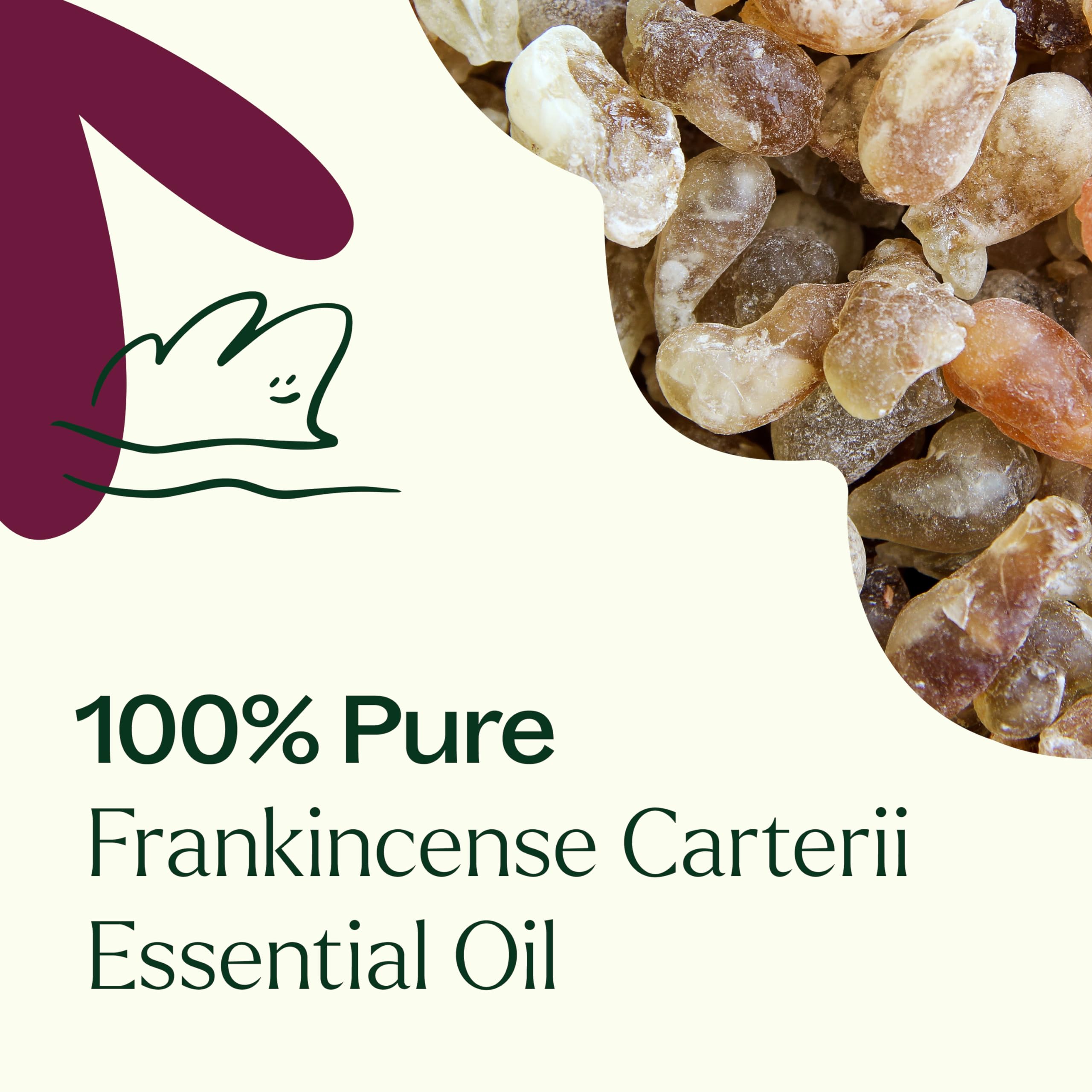Plant Therapy Frankincense Carterii GC-MS report highlights batch testing and quality control.