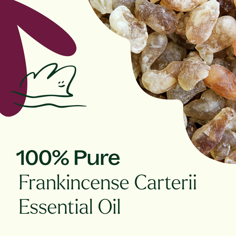 Plant Therapy Frankincense Carterii GC-MS report highlights batch testing and quality control.