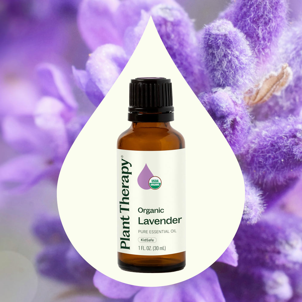 Closeup of Plant Therapy lavender flowers evokes serene, natural care.