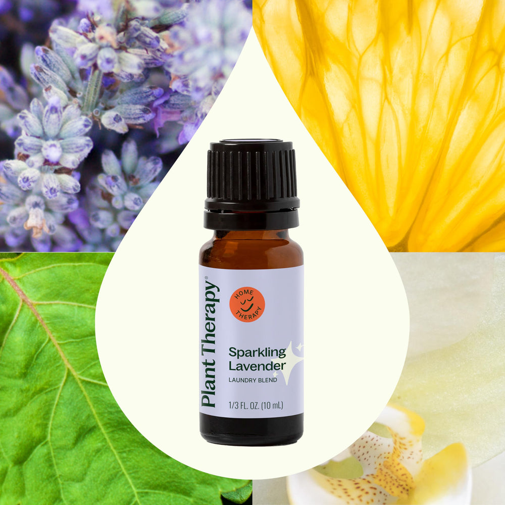 Plant Therapy Sparkling Lavender, ramas de lavanda para una fragancia suave y natural.
