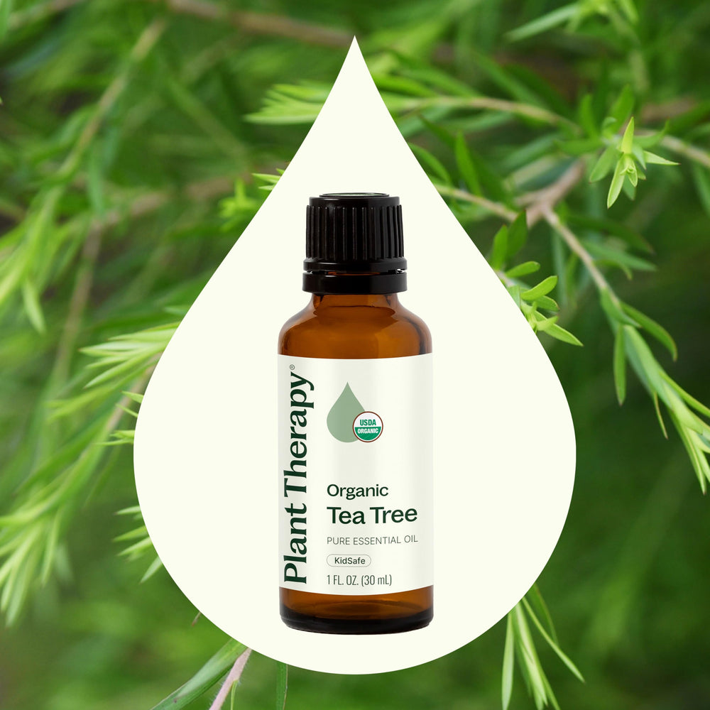Plant Therapy Tea Tree Oil diffuser setup with label visible