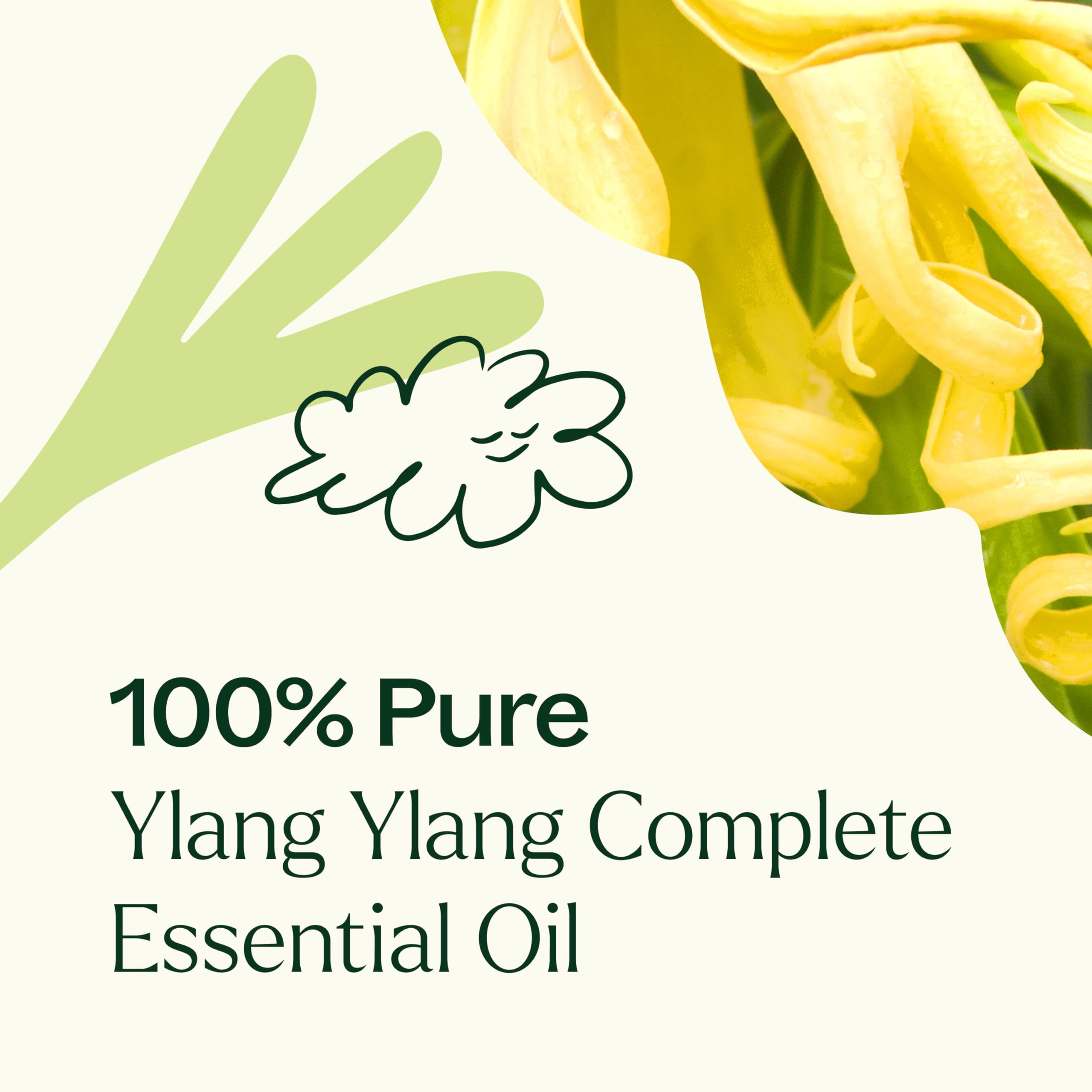 Plant Therapy Ylang Ylang Complete oil perfume note for elegant blends.