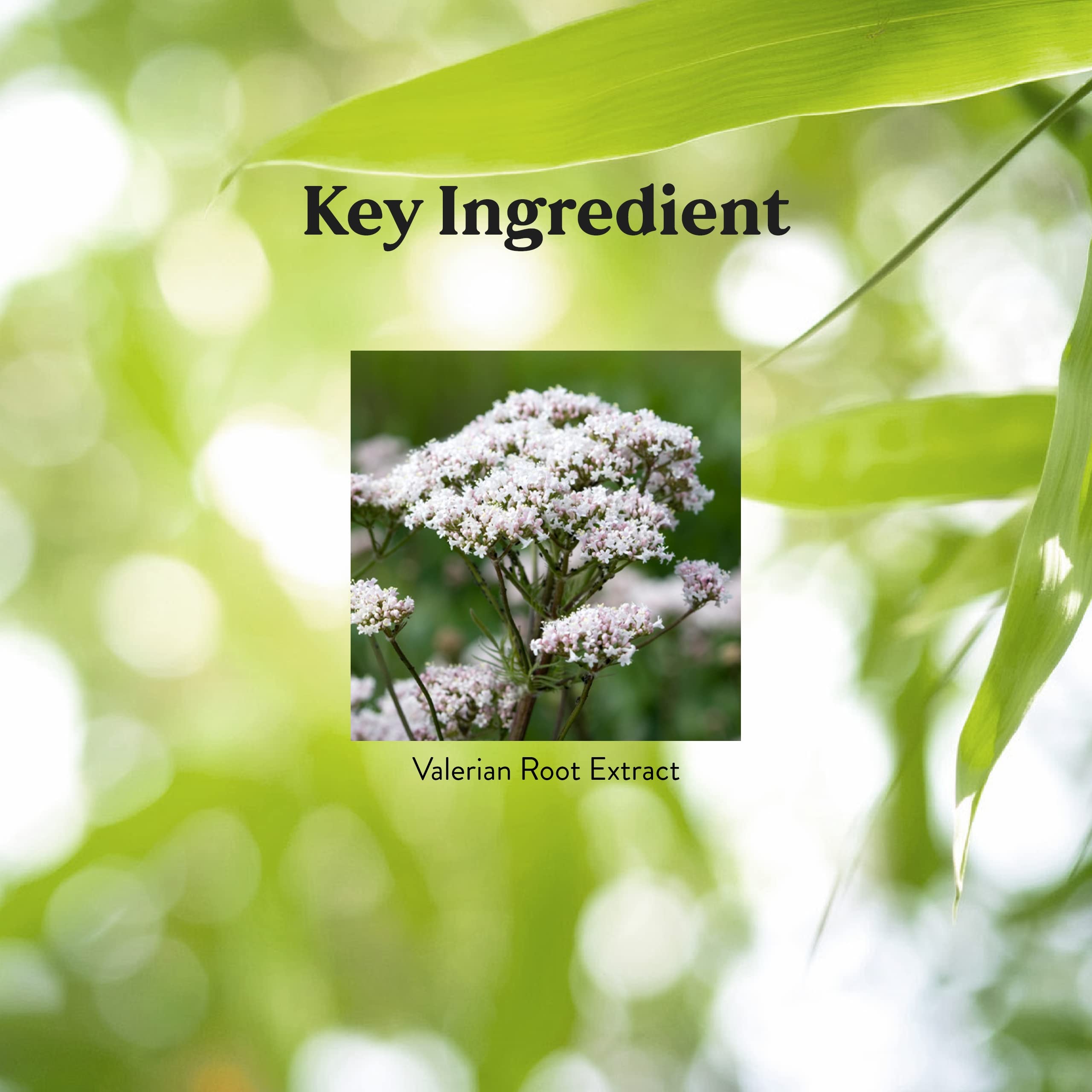 Pouring Nature's Sunshine Valerian Root capsules into hand for easy dosing.