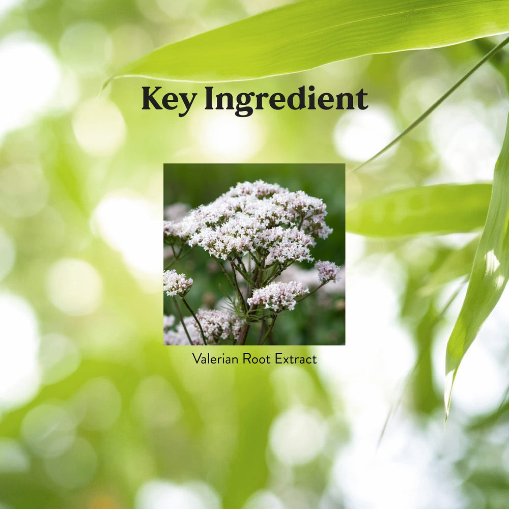 Pouring Nature's Sunshine Valerian Root capsules into hand for easy dosing.