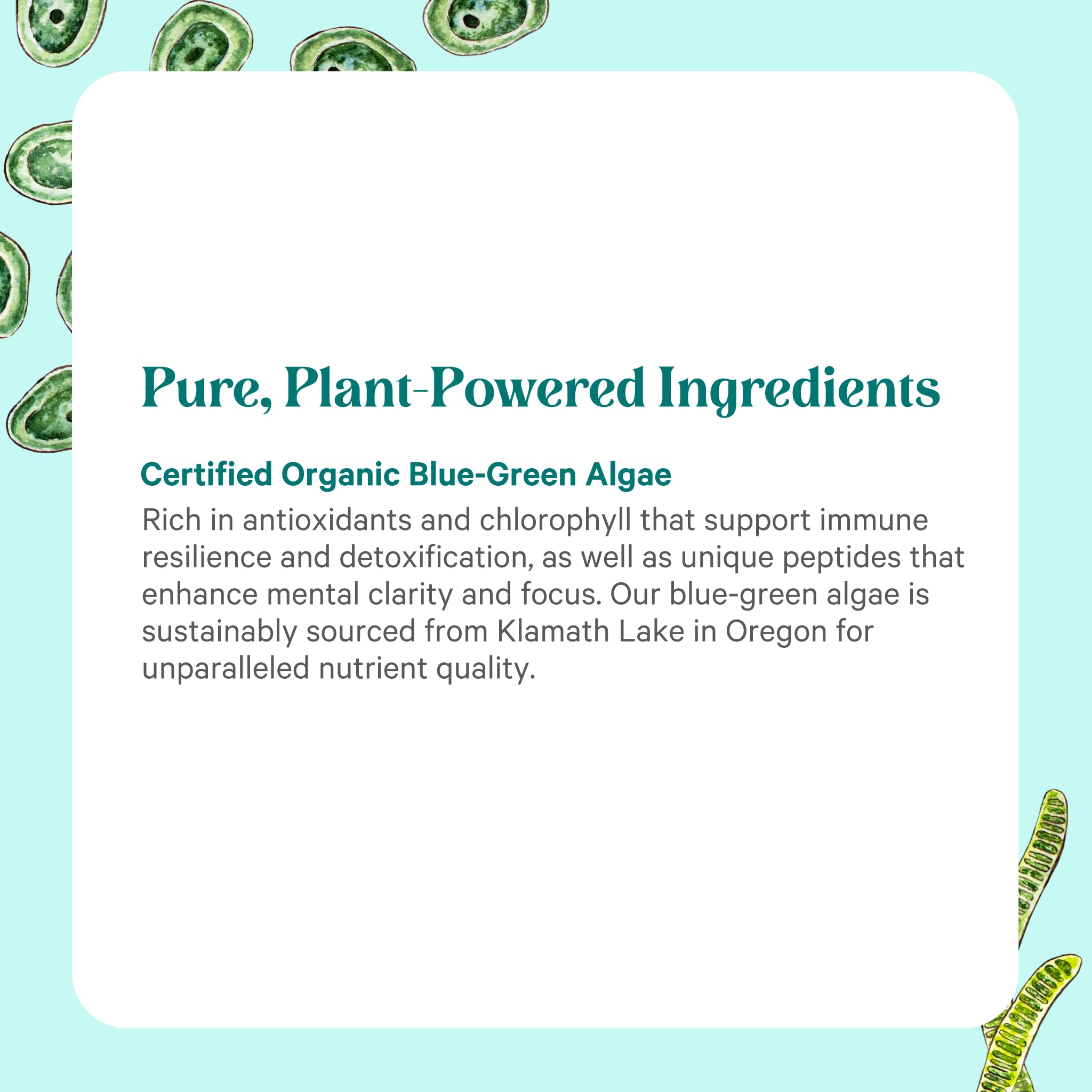 PURE SYNERGY chlorophyll-rich formula emphasizing antioxidants