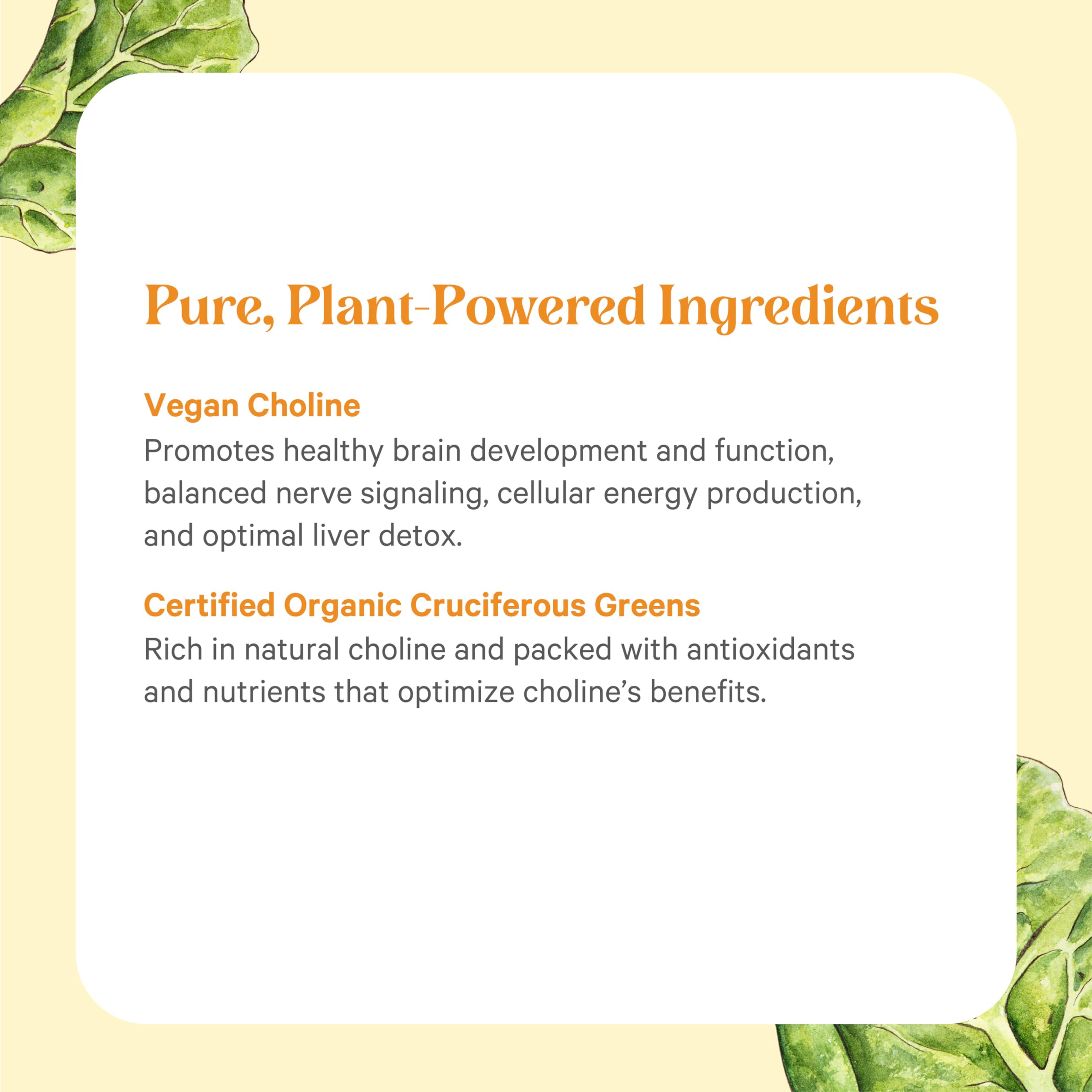 Pure Synergy prenatal brain support hints at healthy daily focus.
