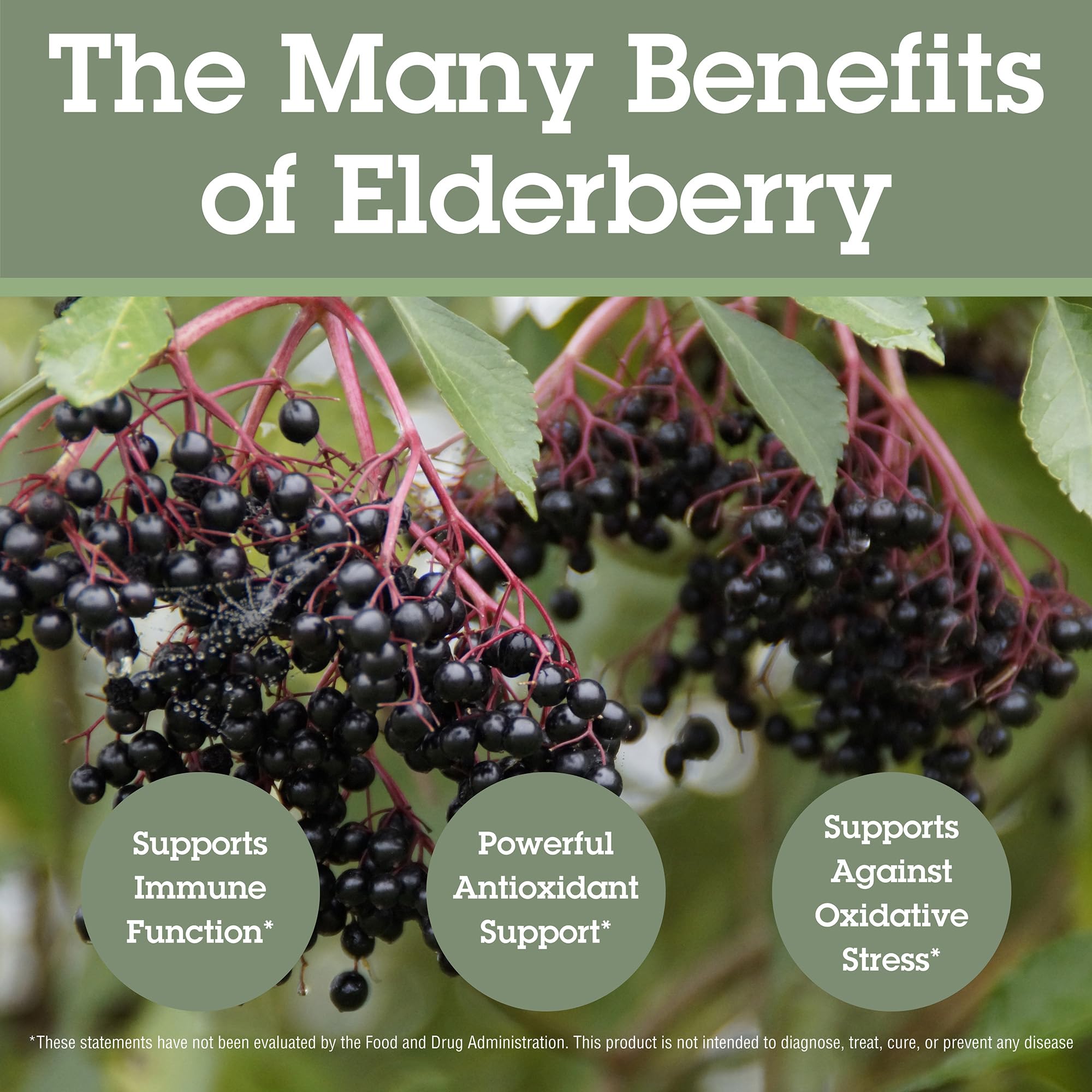 Quantum Health Black Elderberry label closeup highlights potency and 5% flavonoids