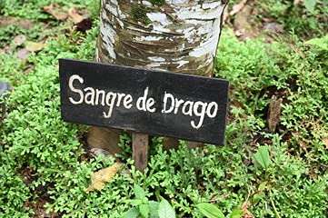 Raw Garden Dragon's Blood Original branding on shelf suggests trusted sourcing.