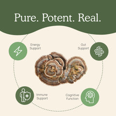 Real Mushrooms Turkey Tail powder in tea blends naturally with routine.