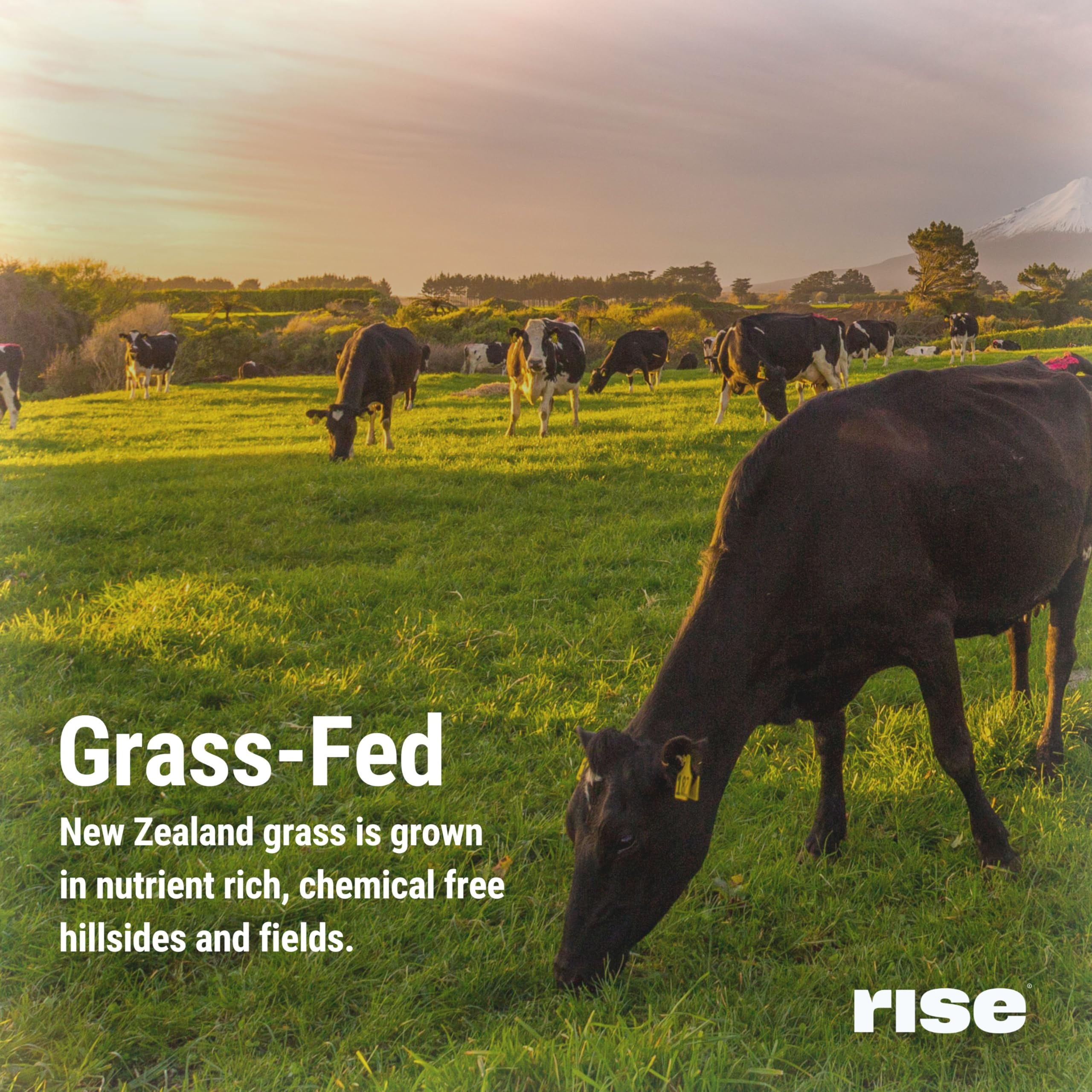 Rise grass-fed whey scoop with almond pieces close-up, premium flavor notes