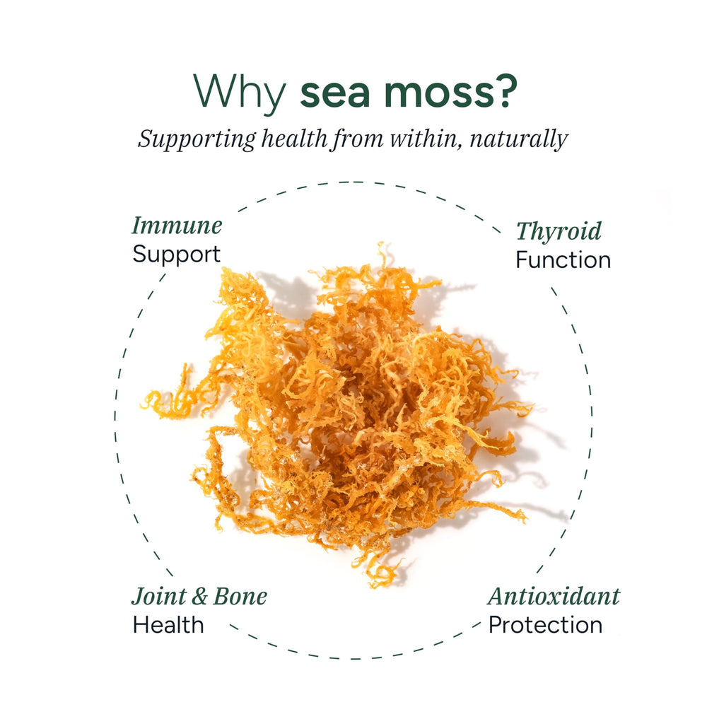 ROOT LABS Sea Moss Gummies individually wrapped for travel