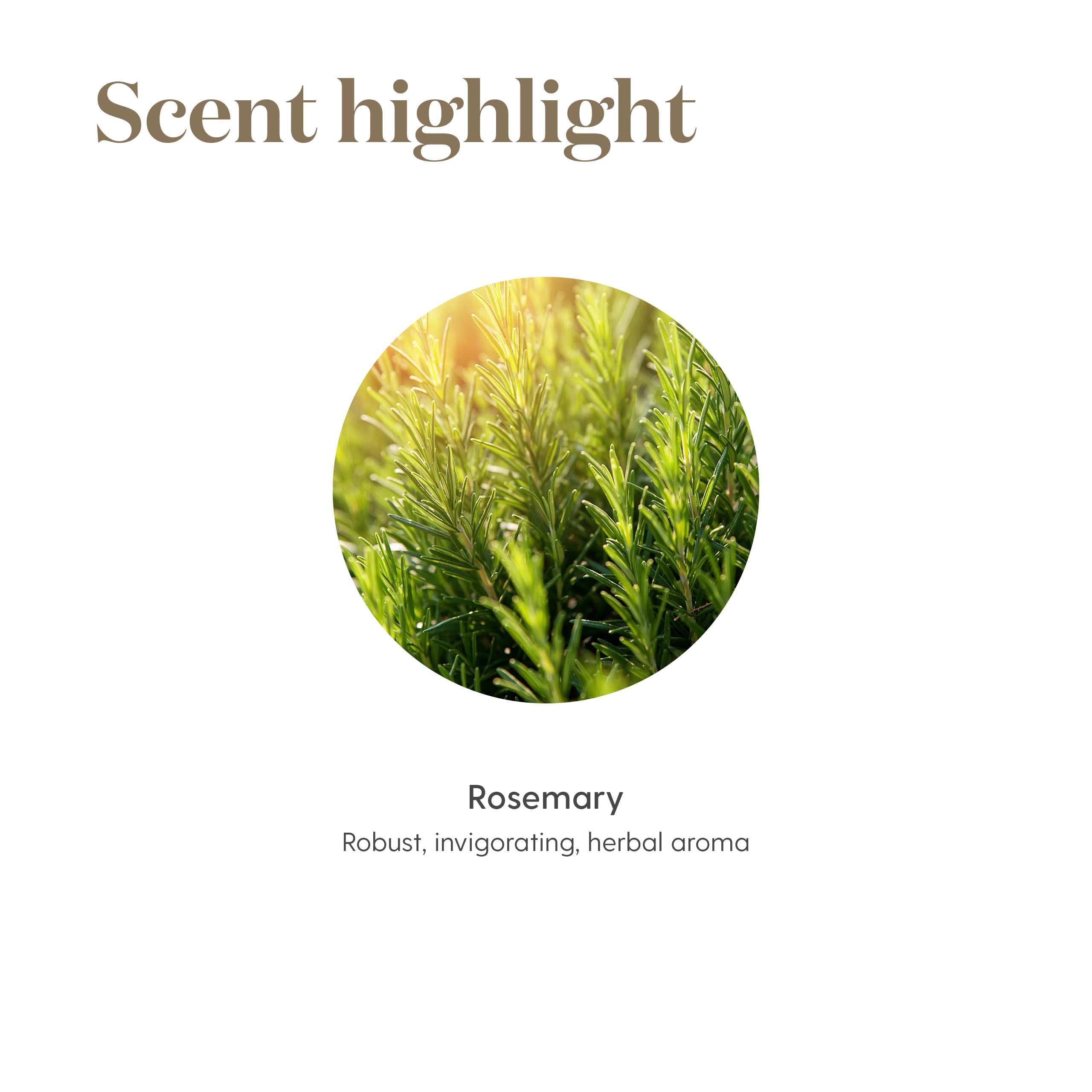 Young Living Rosemary Oil diffuser creating a focused atmosphere in a room.
