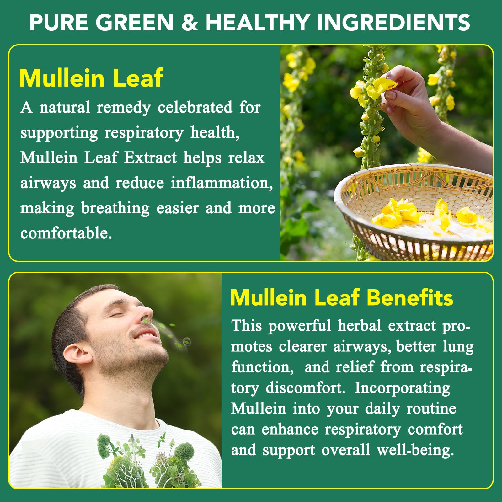 Ruduwu Mullein Gummies digestive health potential and natural cleanse.