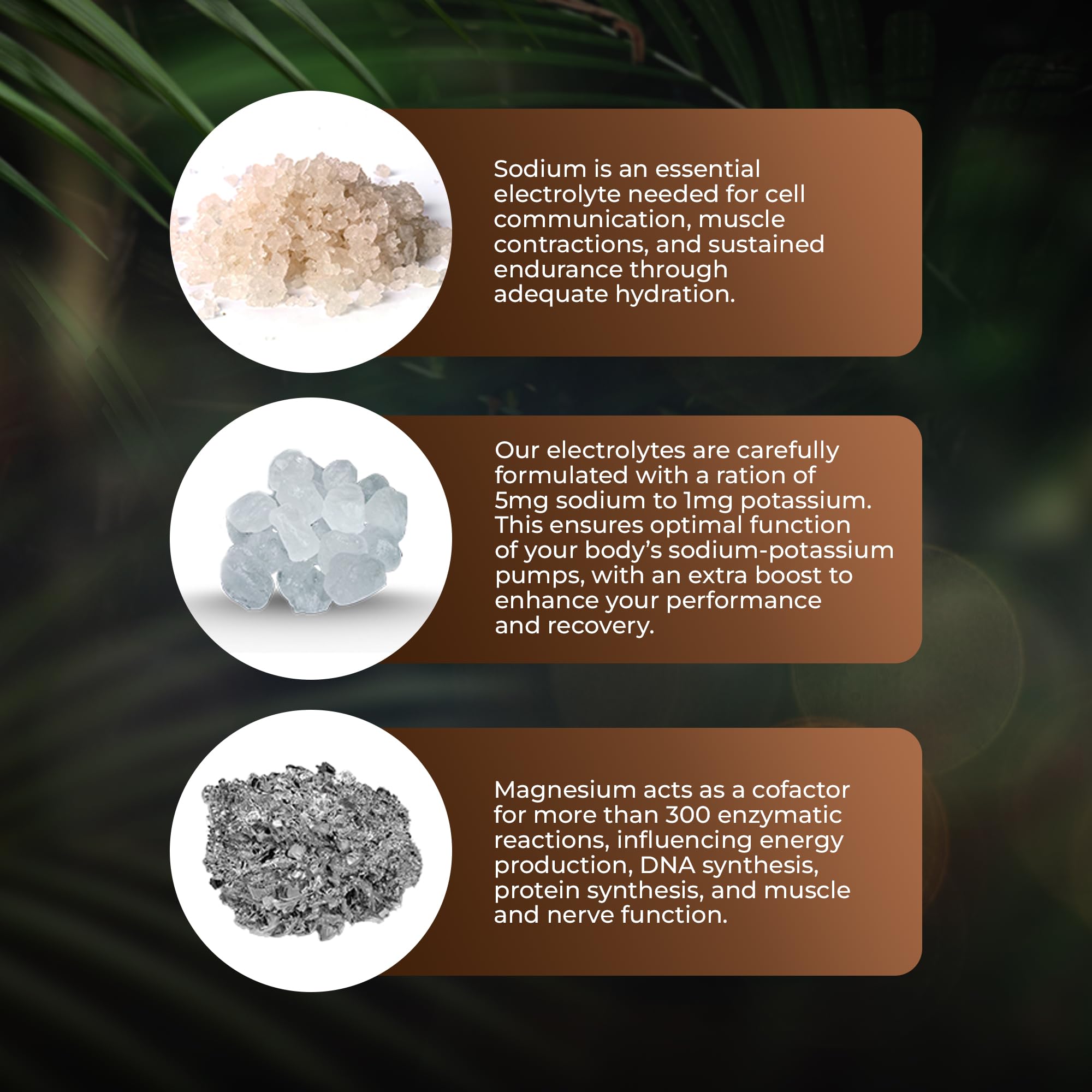 Santa Cruz Paleo electrolytes capsules daily-use for steady hydration.