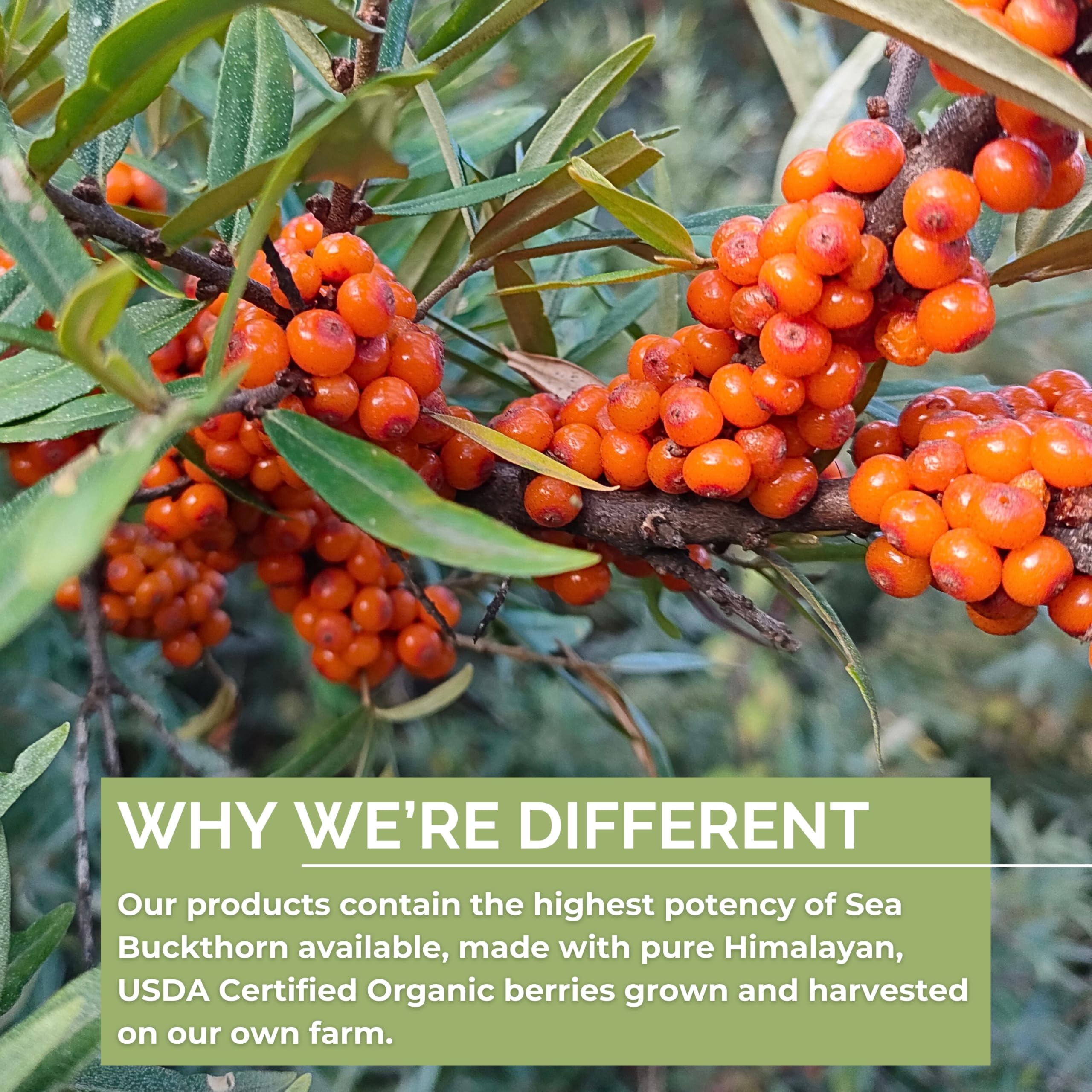 SEABUCKWONDERS organic sea buckthorn oil depiction emphasizing purity