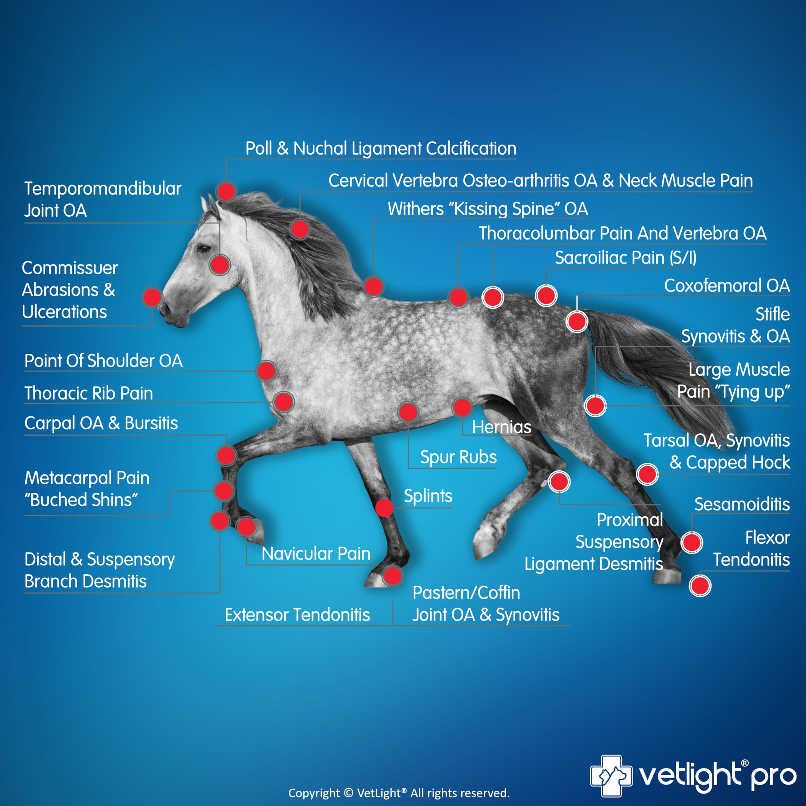 SHINE VetLight Pro safety features support non-invasive pet sessions.