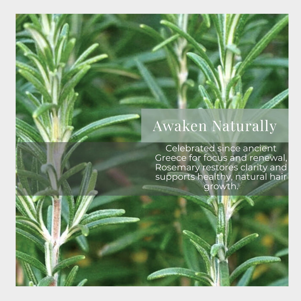 Silk Road Organic rosemary-jojoba roll-on cap close-up, travel-friendly design.