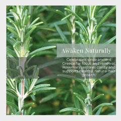 Silk Road Organic rosemary-jojoba roll-on cap close-up, travel-friendly design.