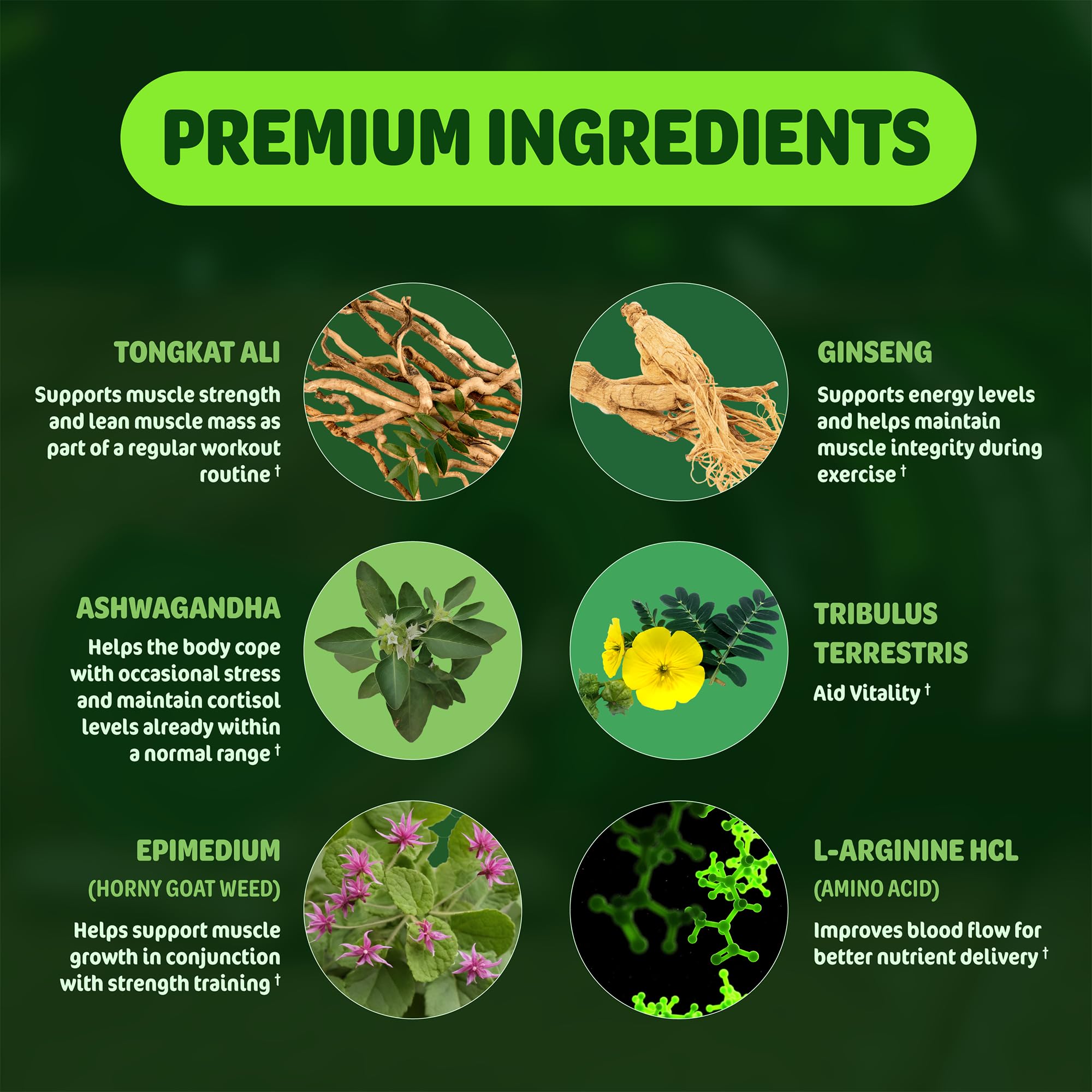 SLADAK NATURALS ashwagandha ingredient closeup for workout balance